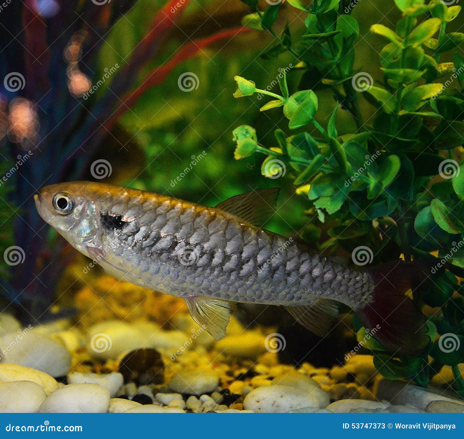Minnow stock image. Image of france, small, submersed 53747373