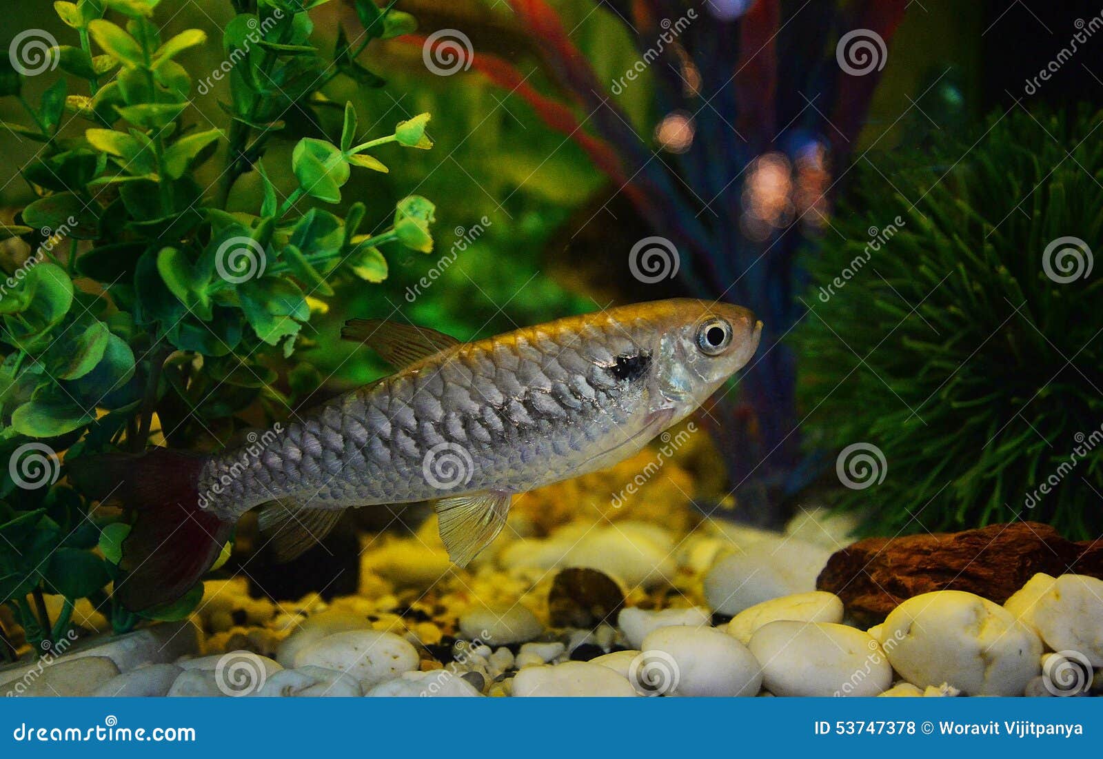 Minnow Family Stock Photos - Free & Royalty-Free Stock Photos from  Dreamstime