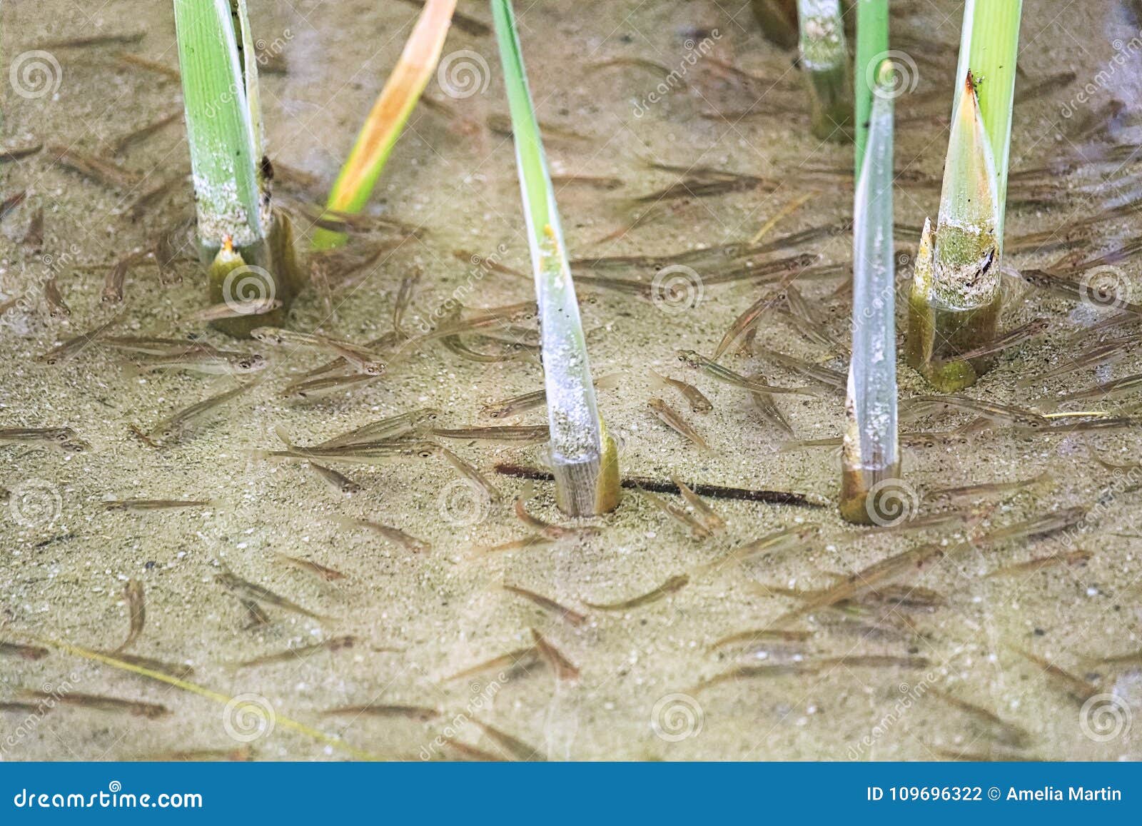 Minnows Swimming in Reeds in Shallow Water Stock Photo - Image of pattern,  reflection: 109696322