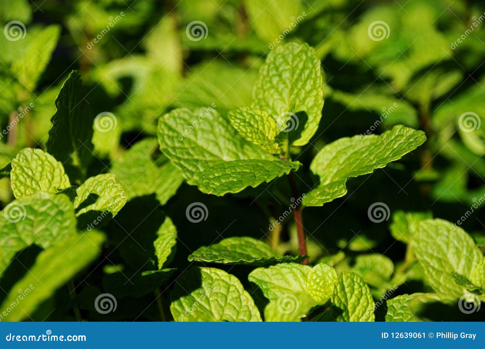 Mint stock image. Image of vegetable, vegetables, vege 12639061