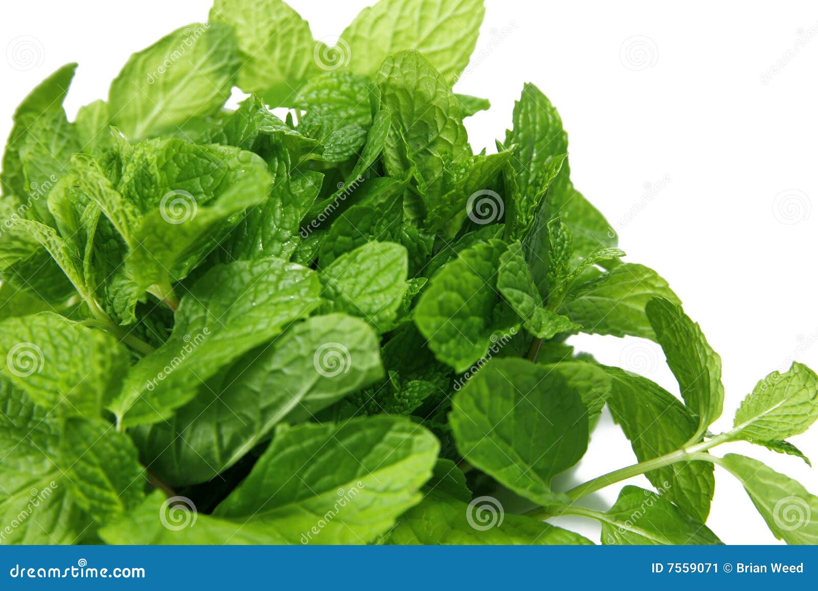 Mint stock image. Image of peppermint, odor, food, nature 7559071