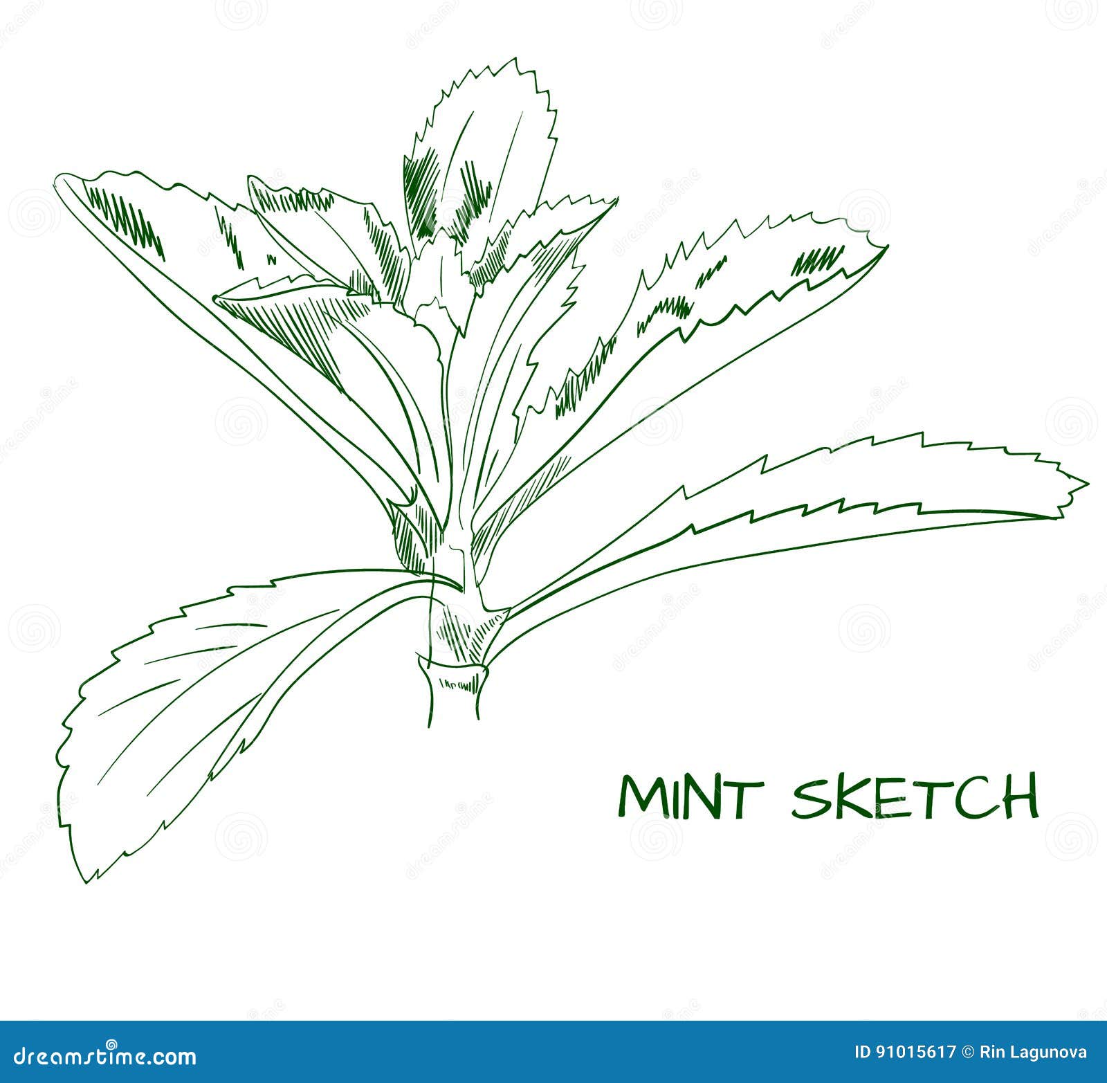 Mint Branch Outline VECTOR Sketch Stock Vector Illustration of drawing, crayon 91015617