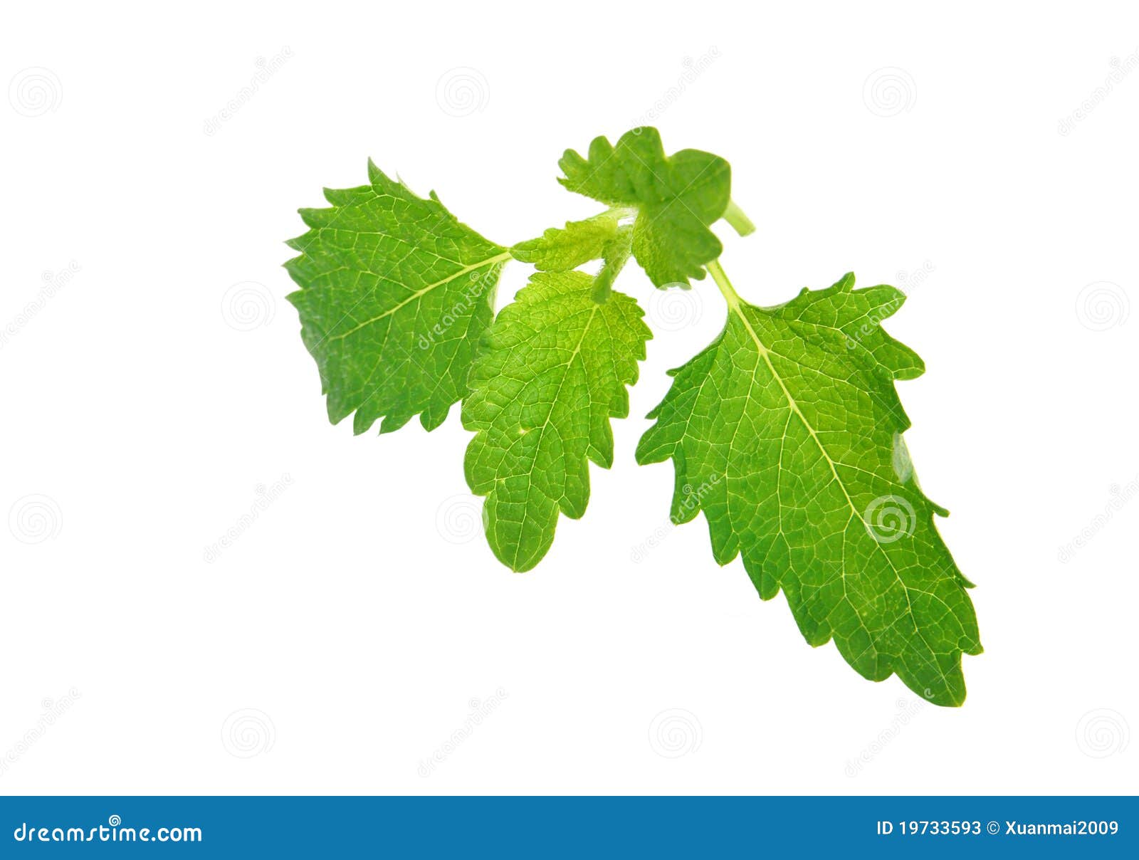 A mint bud stock image. Image of single, white, plant - 19733593