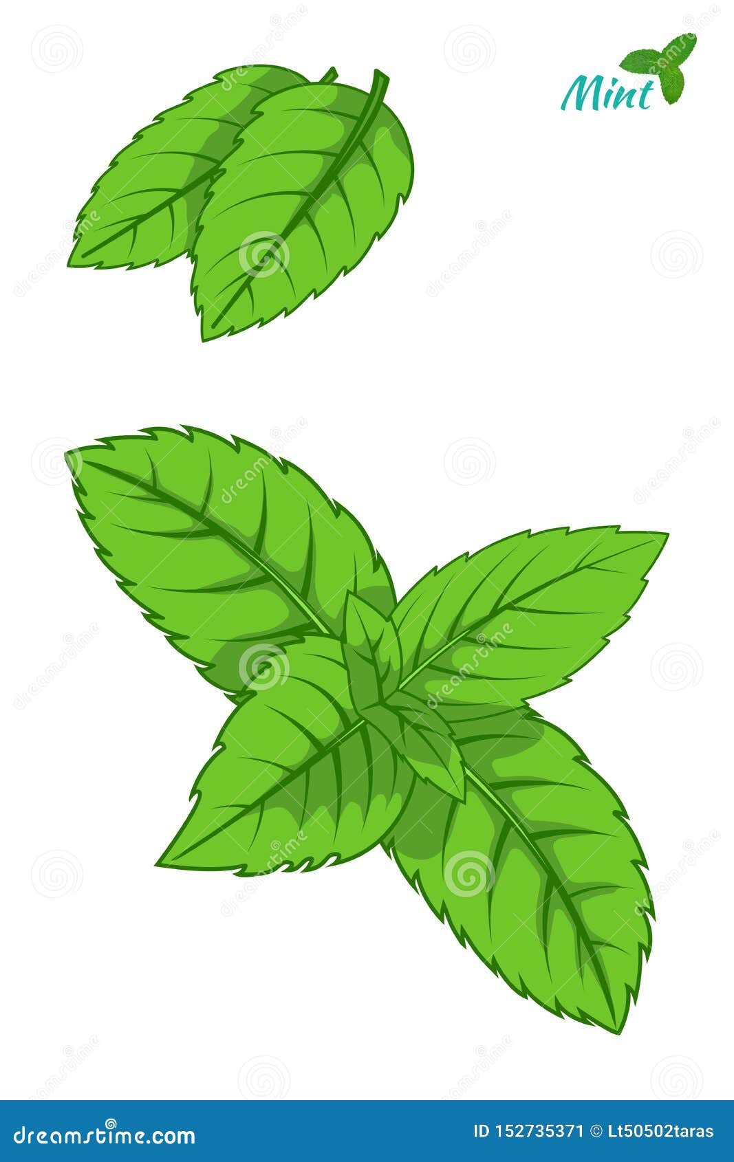 Mint Leaf Drawing Images – Browse 74,350 Stock Photos, Vectors
