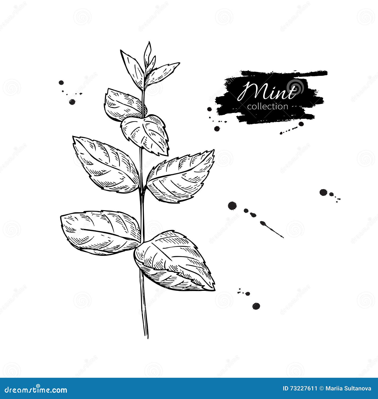 Mint Drawing. Mint Plant With Leaves. Herbal Stock Vector