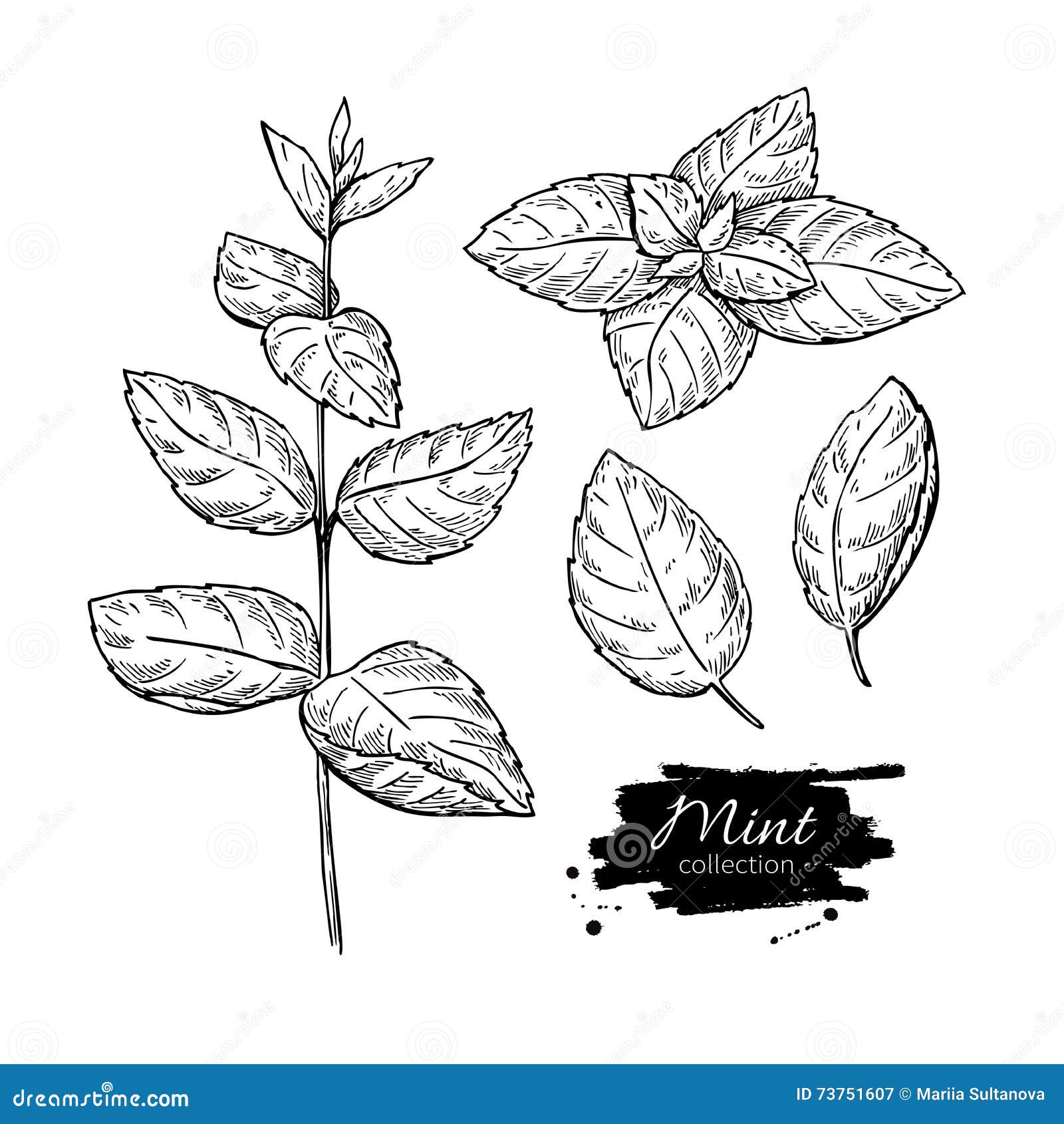 Mint Drawing Set. Isolated Mint Plant and Leaves. Herbal Stock Vector