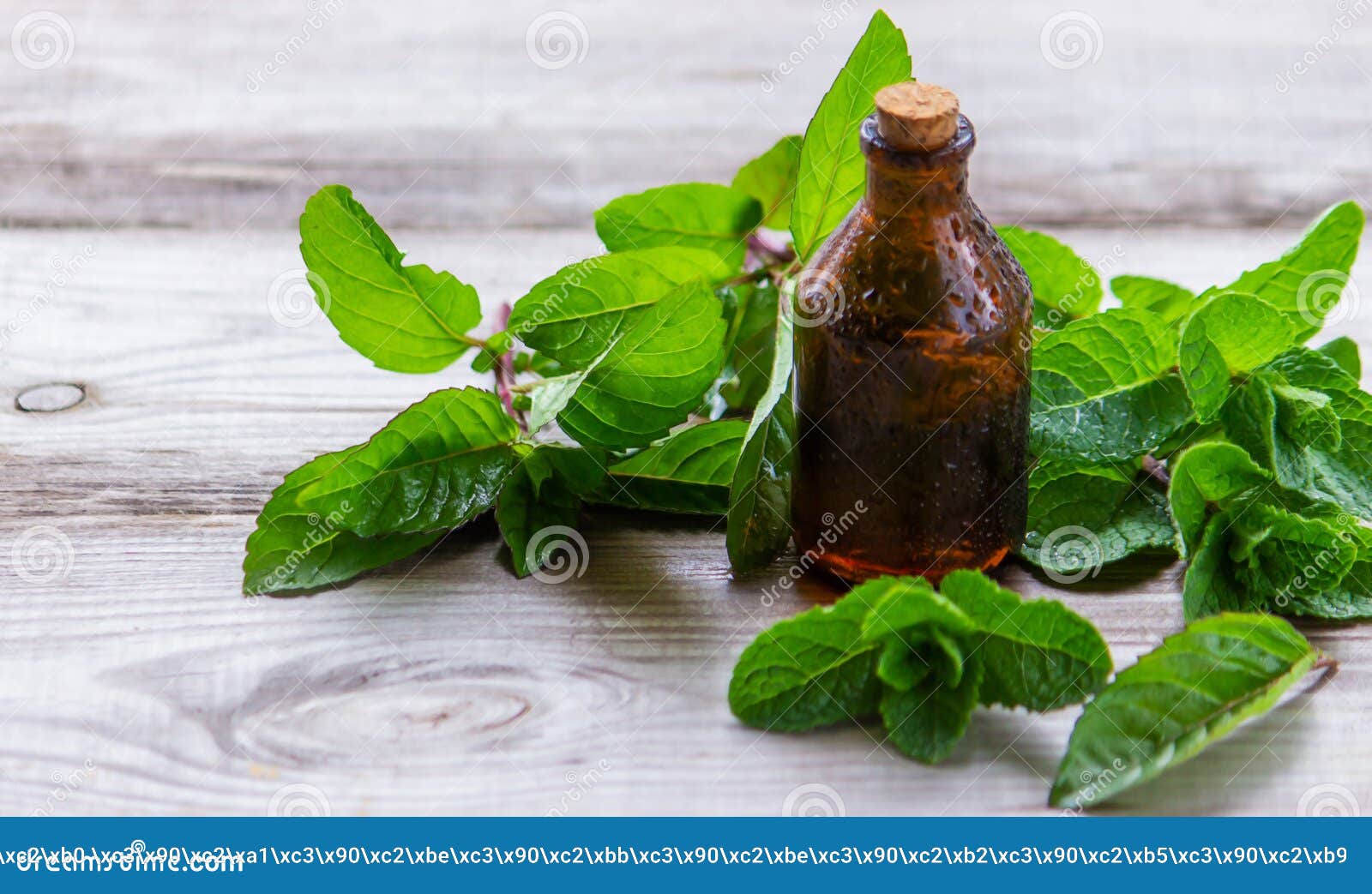 The Mint Extract in a Small Jar Stock Photo Image of green, therapy