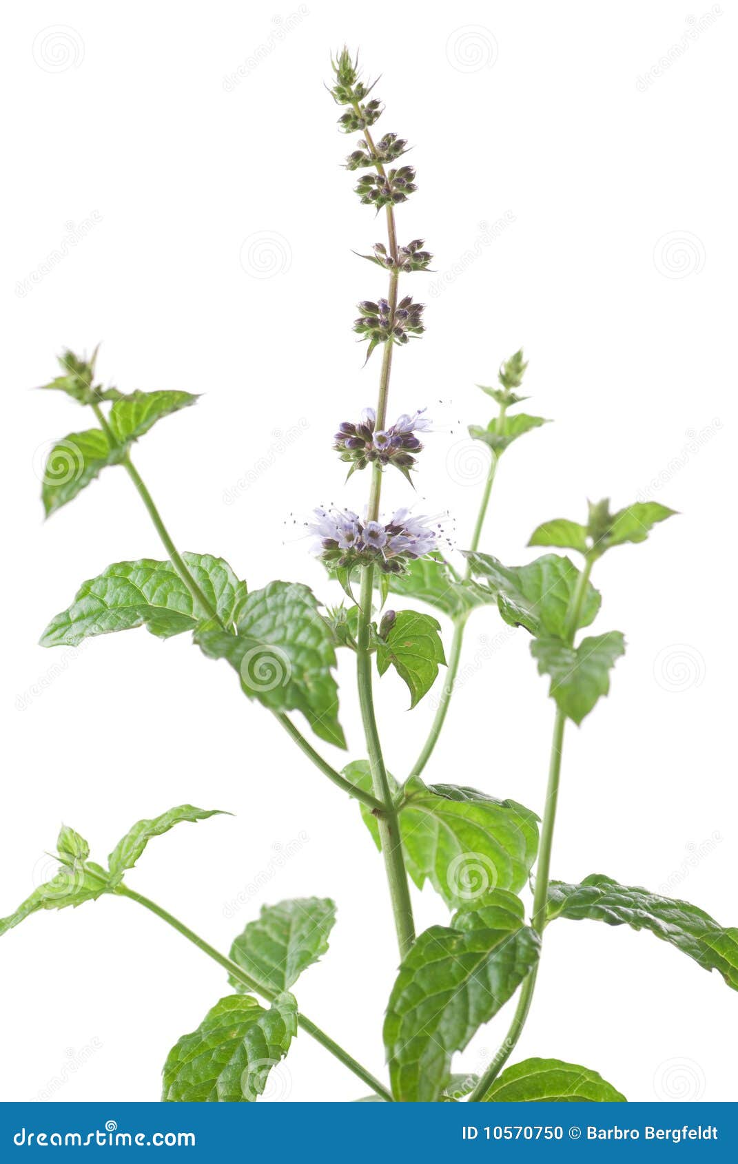 Mint Flower stock photo. Image of flower, food, peppermint 10570750