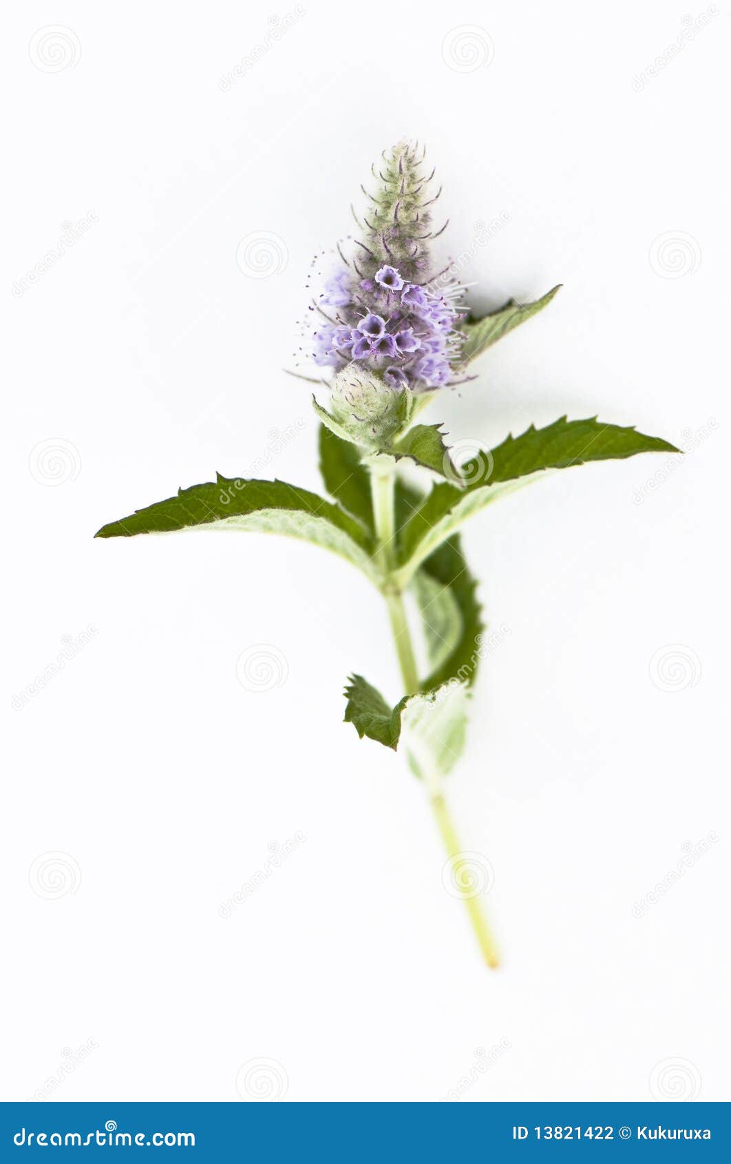 Mint flower stock photo. Image of flower, close, single 13821422