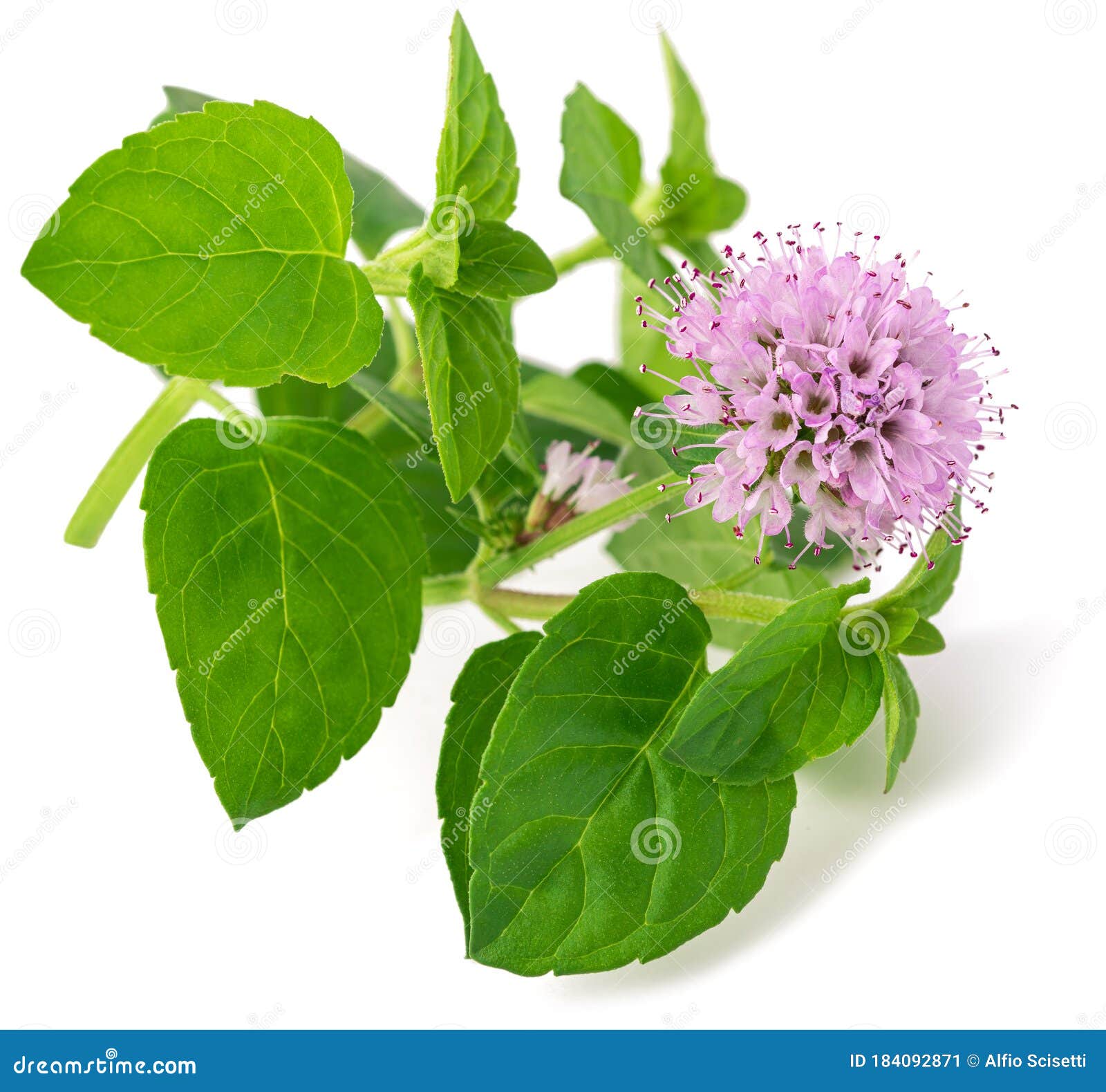 Mint In Flower Mentha Longifolia Or Mentha Spicata Or Mentha Sylvestris