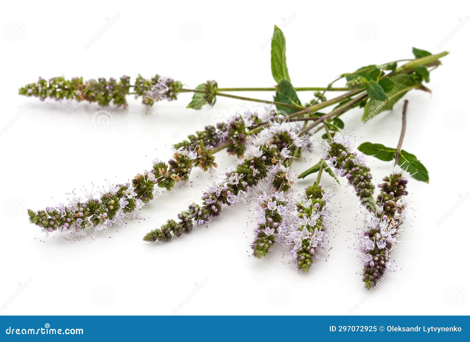 Mint flower and leaves stock image. Image of nature 297072925