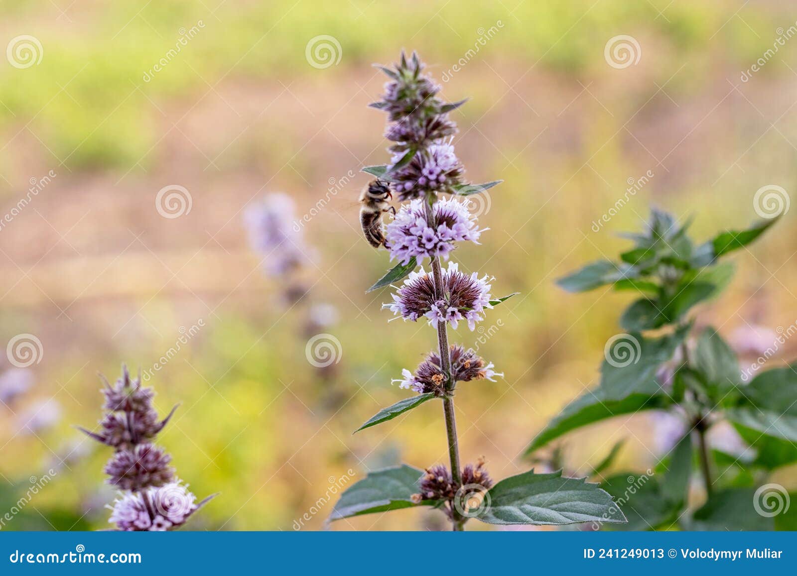 Mint Flowering, Mint a Medicinal Plant. Bee on a Mint Flower Stock