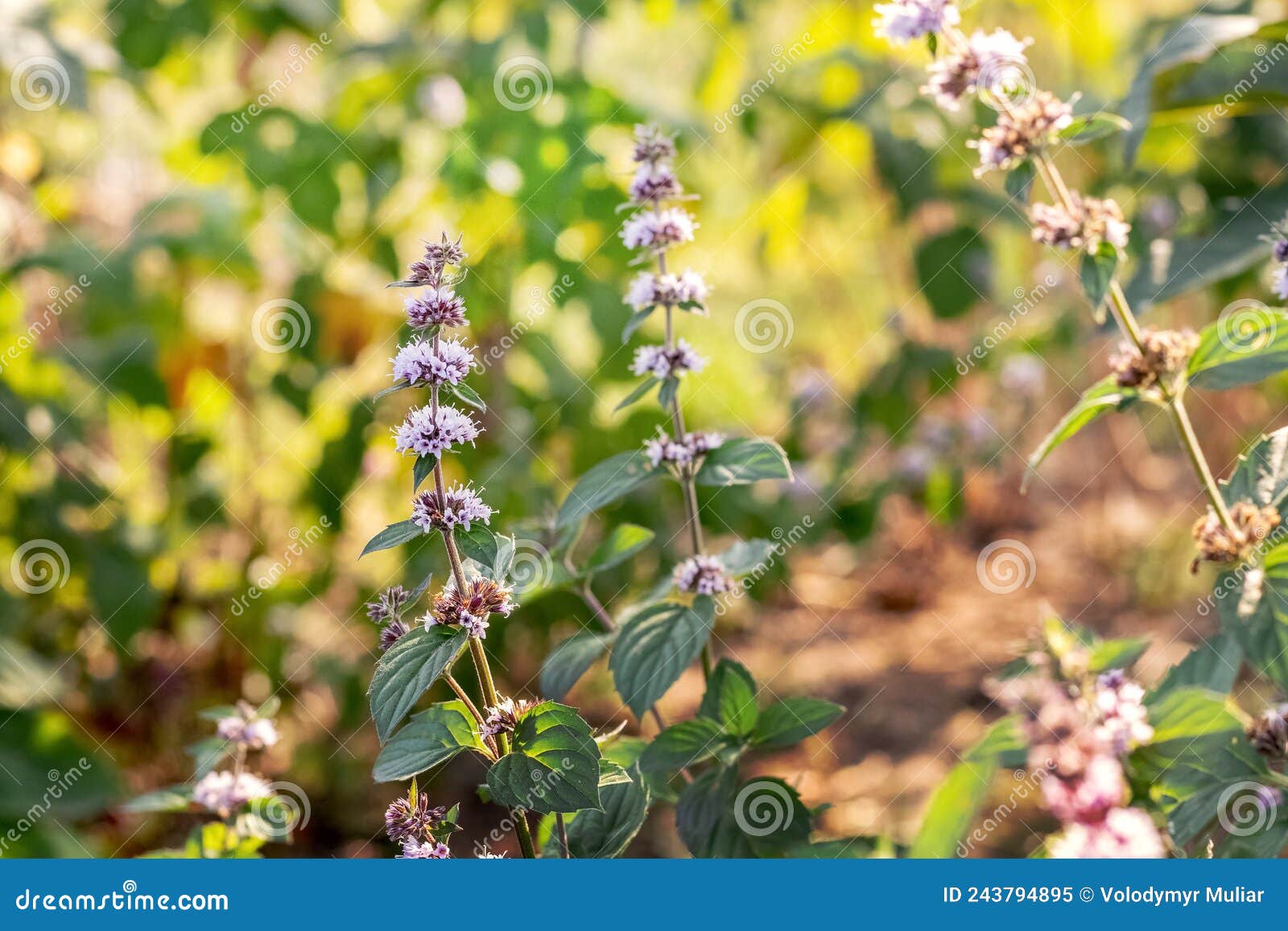 Mint Flowering, Mint a Medicinal Plant. Bee on a Mint Flower Stock