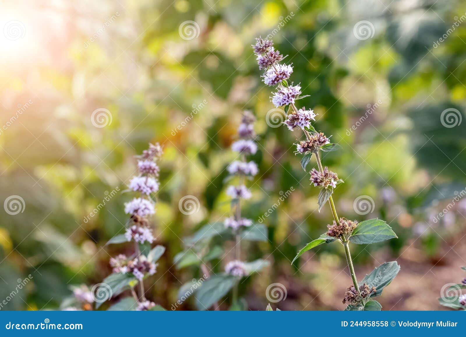 Mint Flowering, Mint a Medicinal Plant. Bee on a Mint Flower Stock