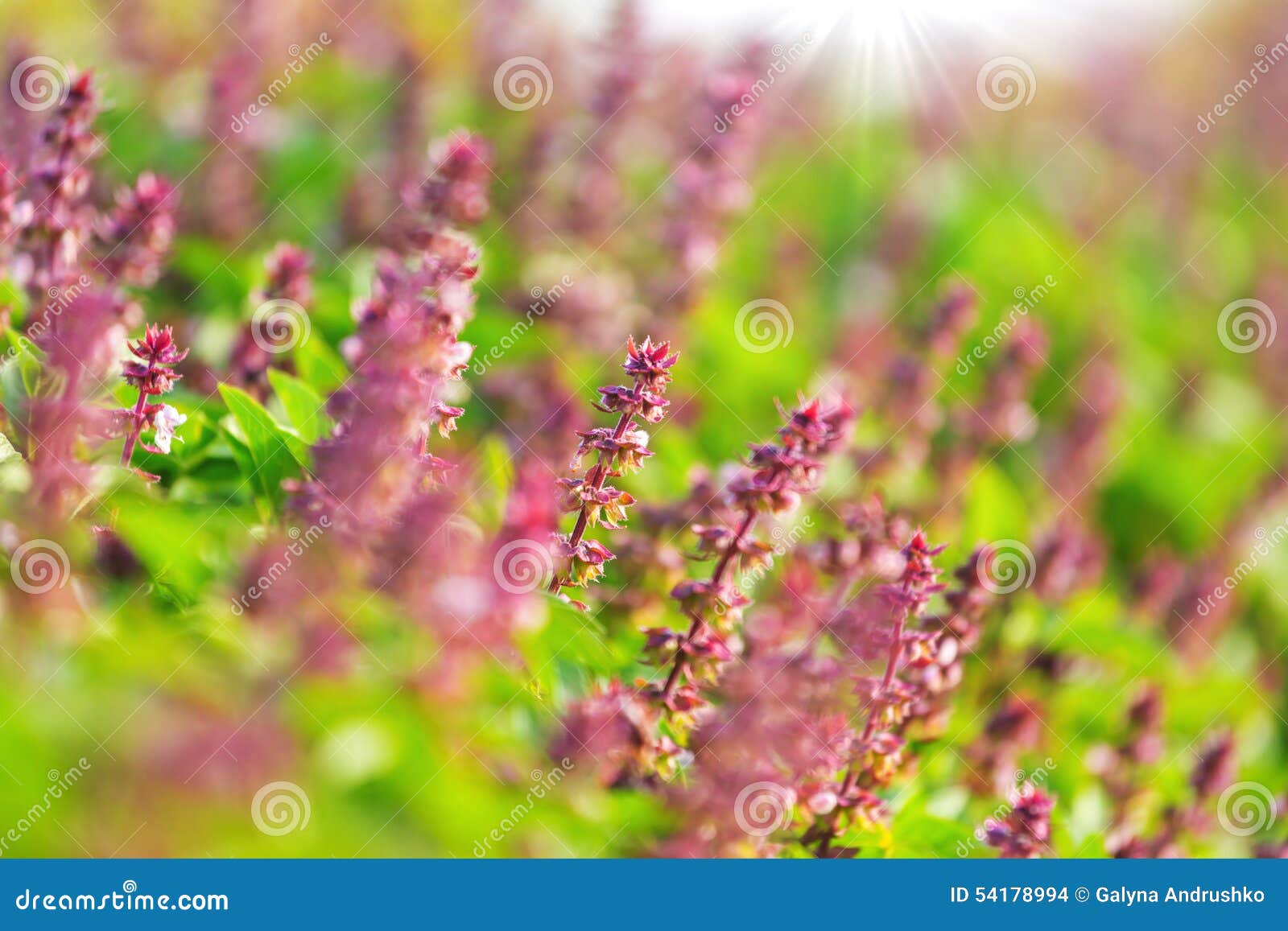 Mint stock photo. Image of leaves, lush, macro, growth 54178994