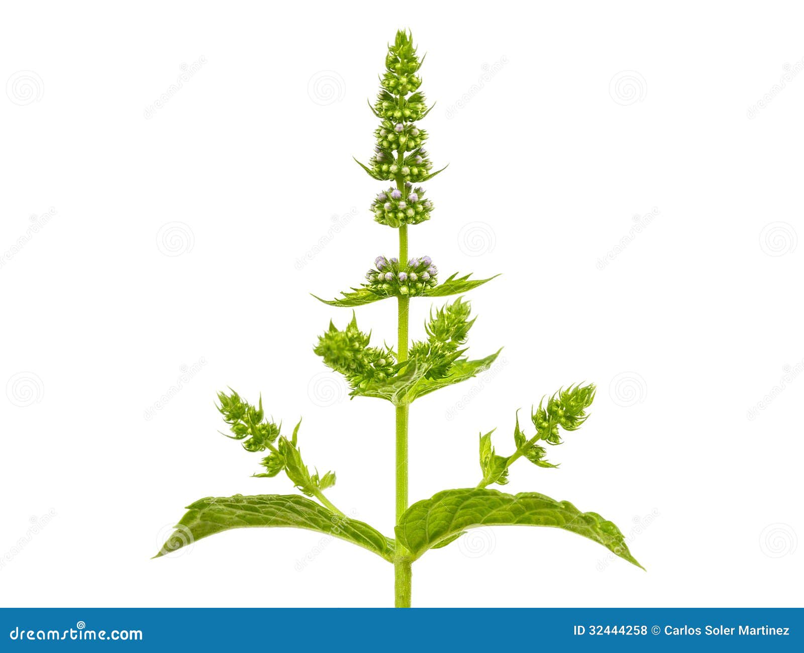 Mint with flowers stock photo. Image of food, plant, green 32444258