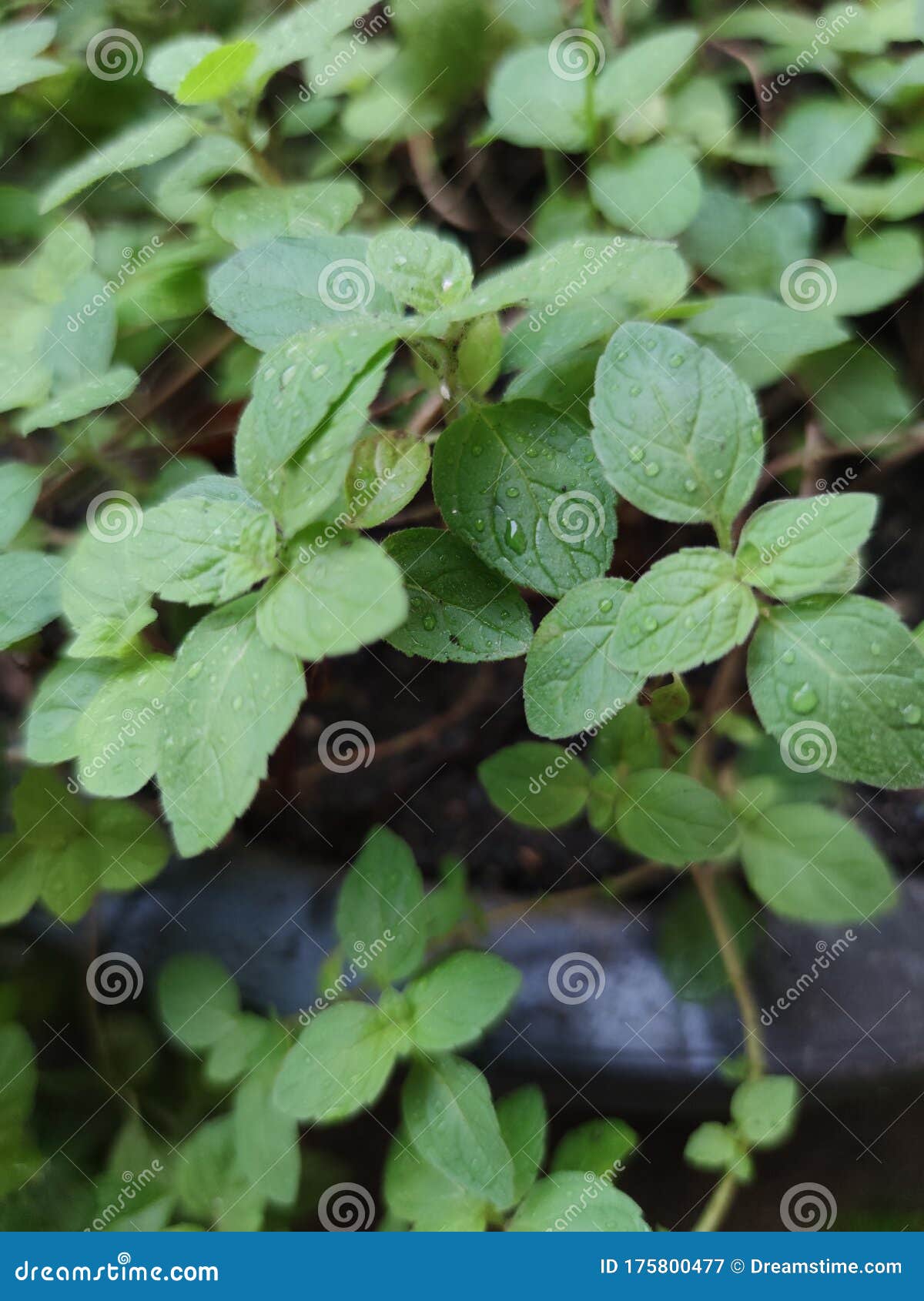 Mint in garden stock image. Image of green, house, garden 175800477