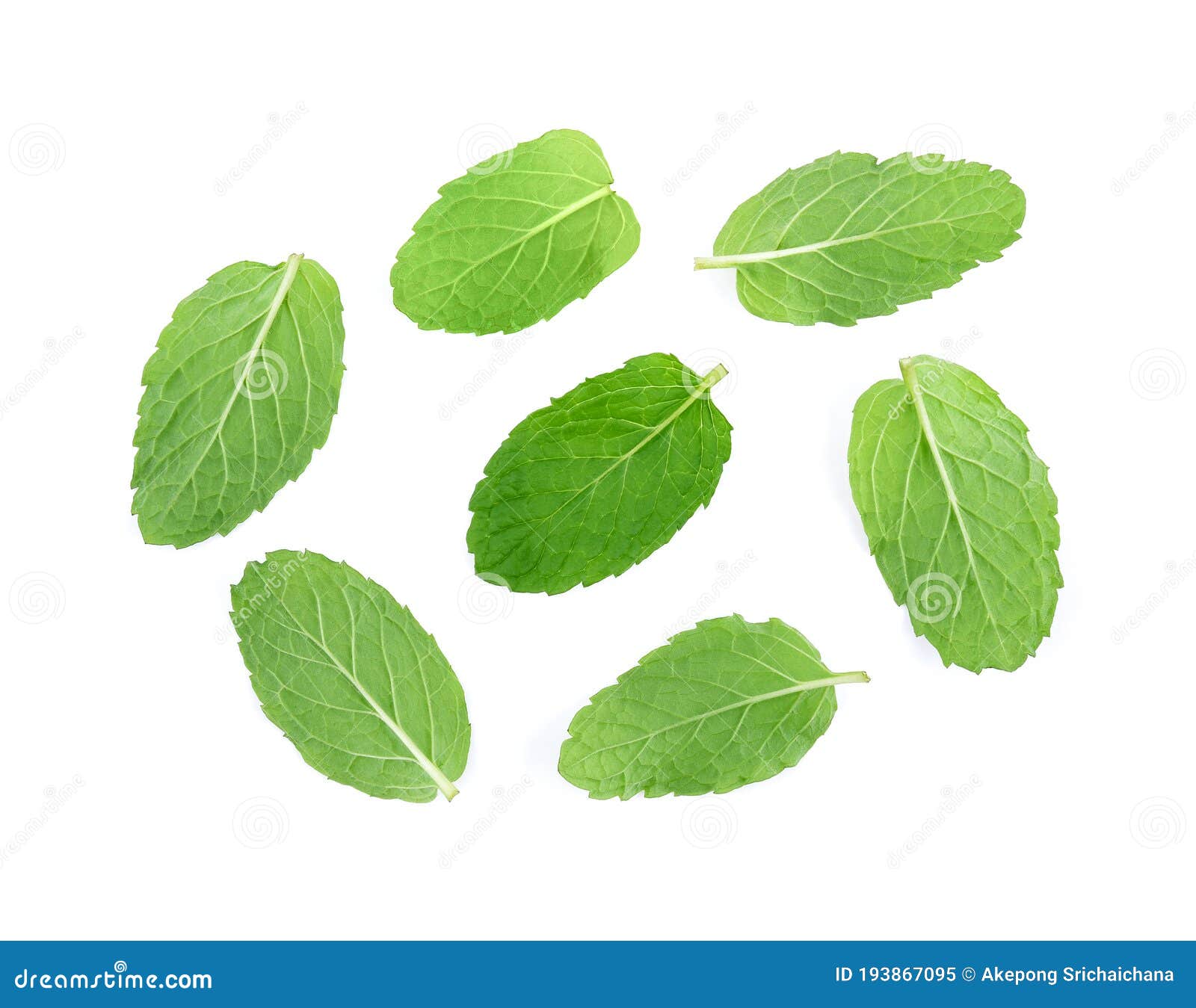 Mint Green Leaves Isolated on White Background Stock Image Image of