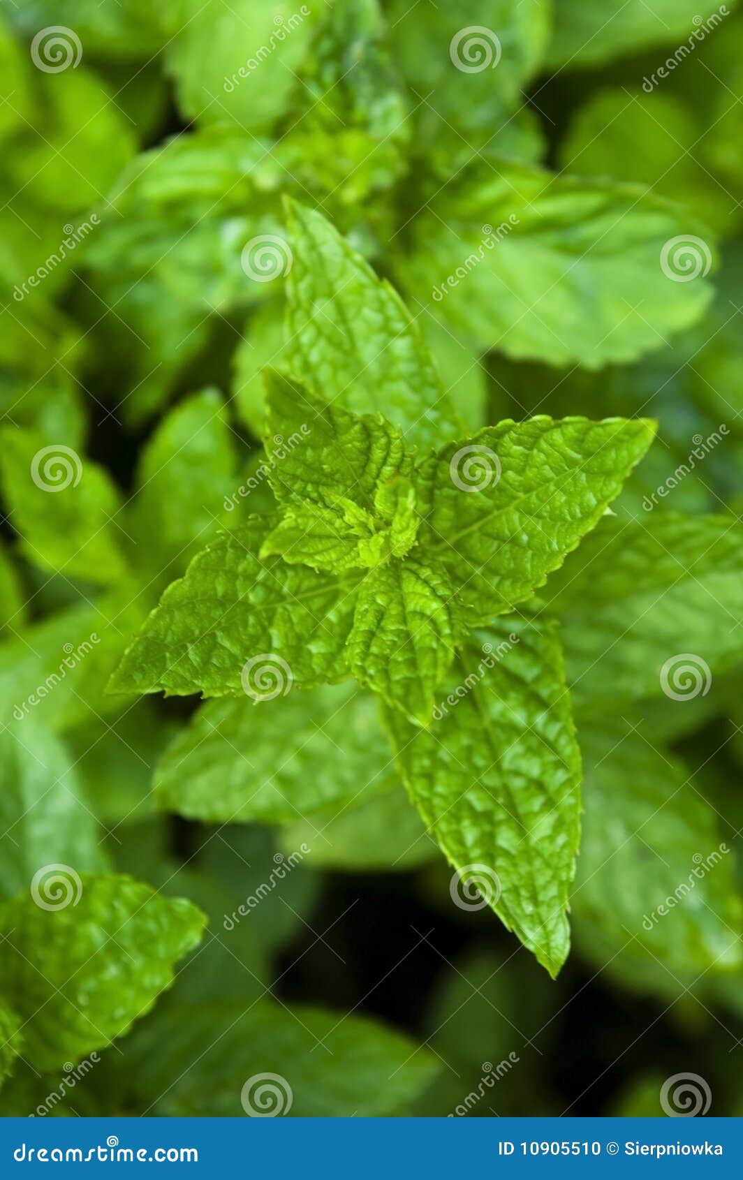 Mint, growing herbs stock photo. Image of freshness, leaf 10905510