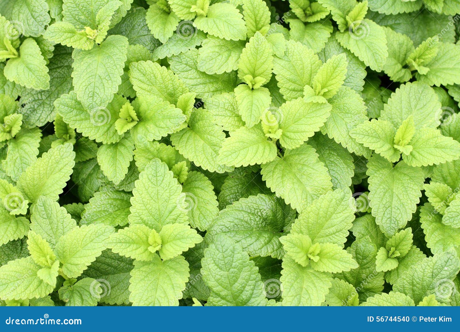 Mint stock photo. Image of herb, mint, organic, garden 56744540