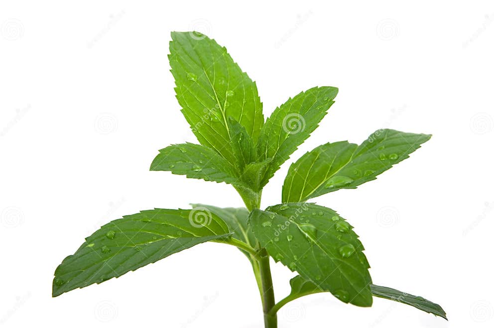 Mint Herb stock image. Image of green, herbs, herbal, medicine 4740239