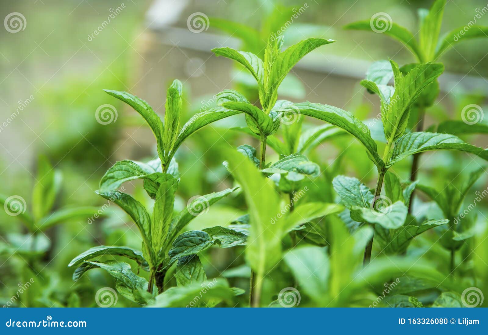 Mint herb in the garden stock photo. Image of flavoring 163326080