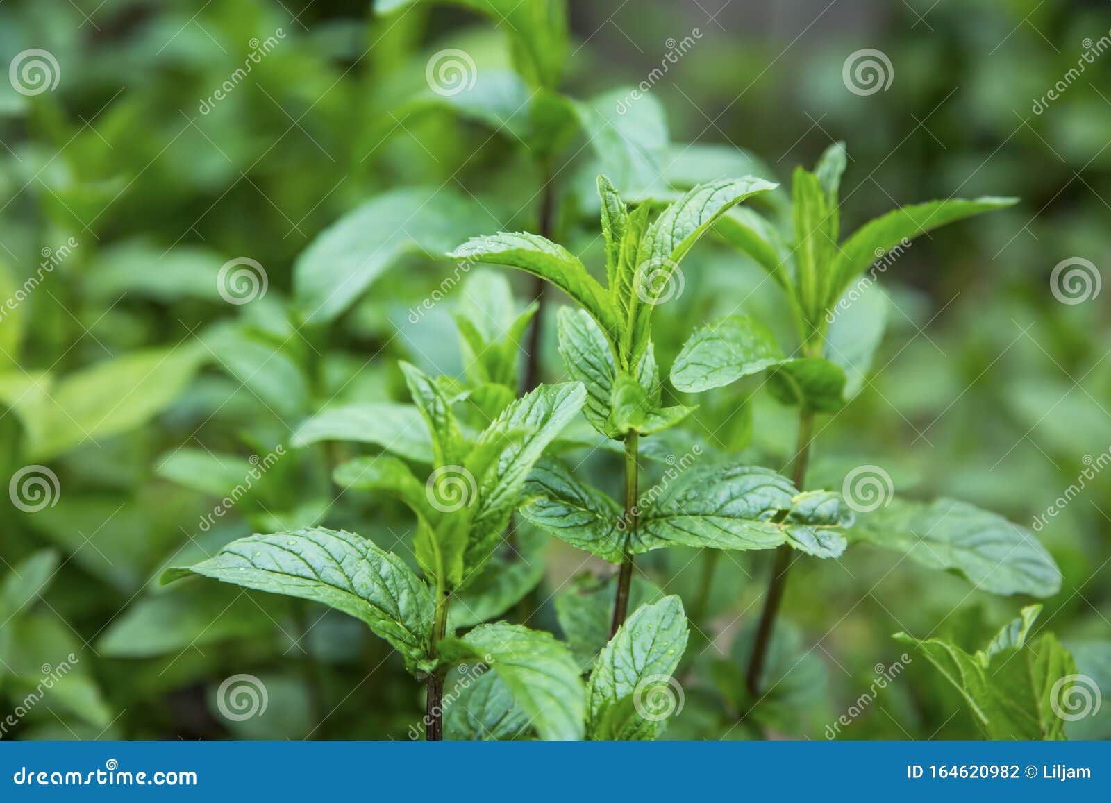 Mint herb in the garden stock photo. Image of medicinal 164620982
