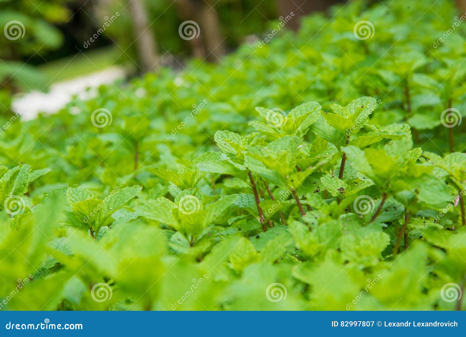 Mint herb growing stock image. Image of coldframe, glasshouse 82997807