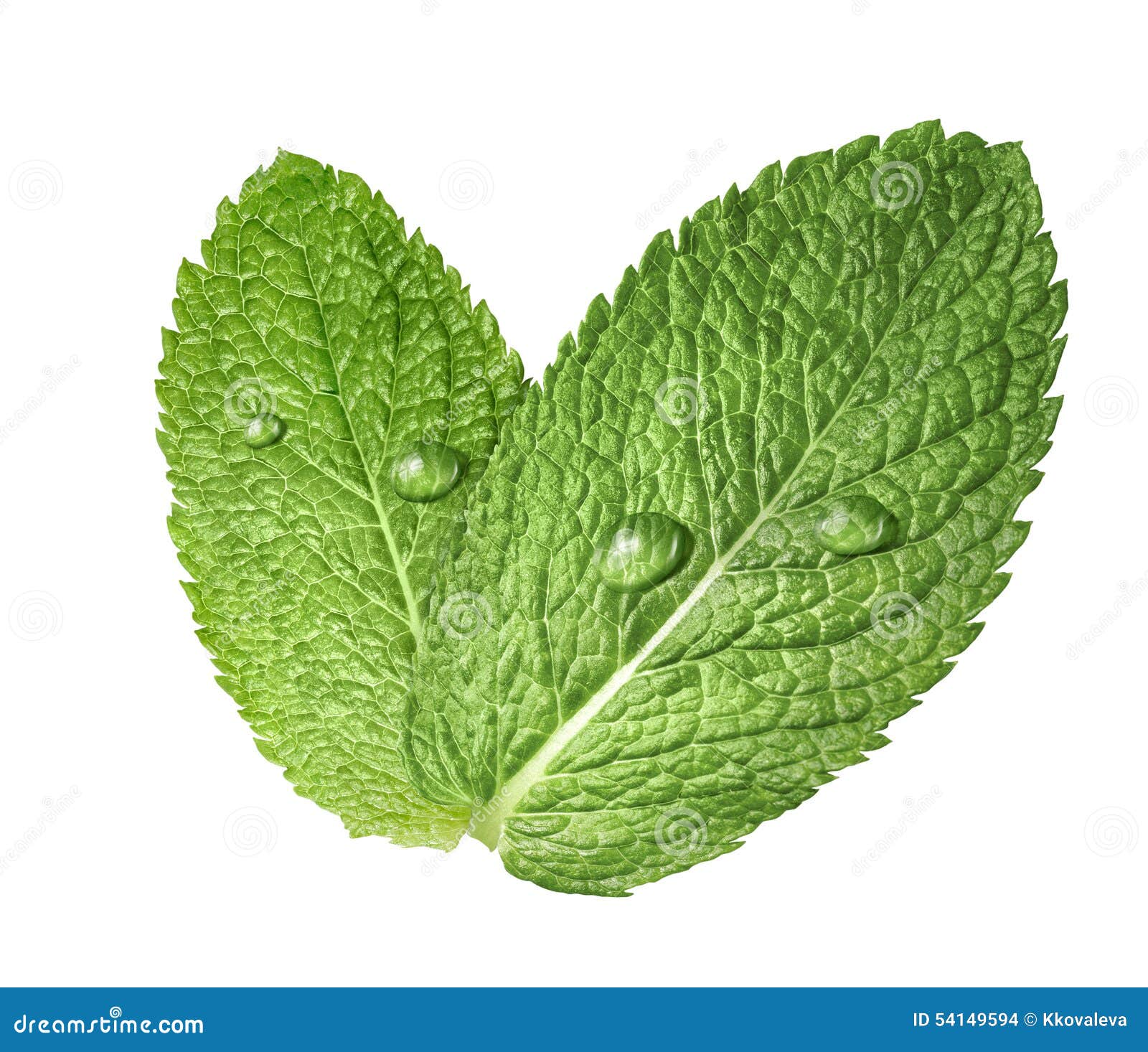 boiling mint leaves in water boiling mint leaves in water