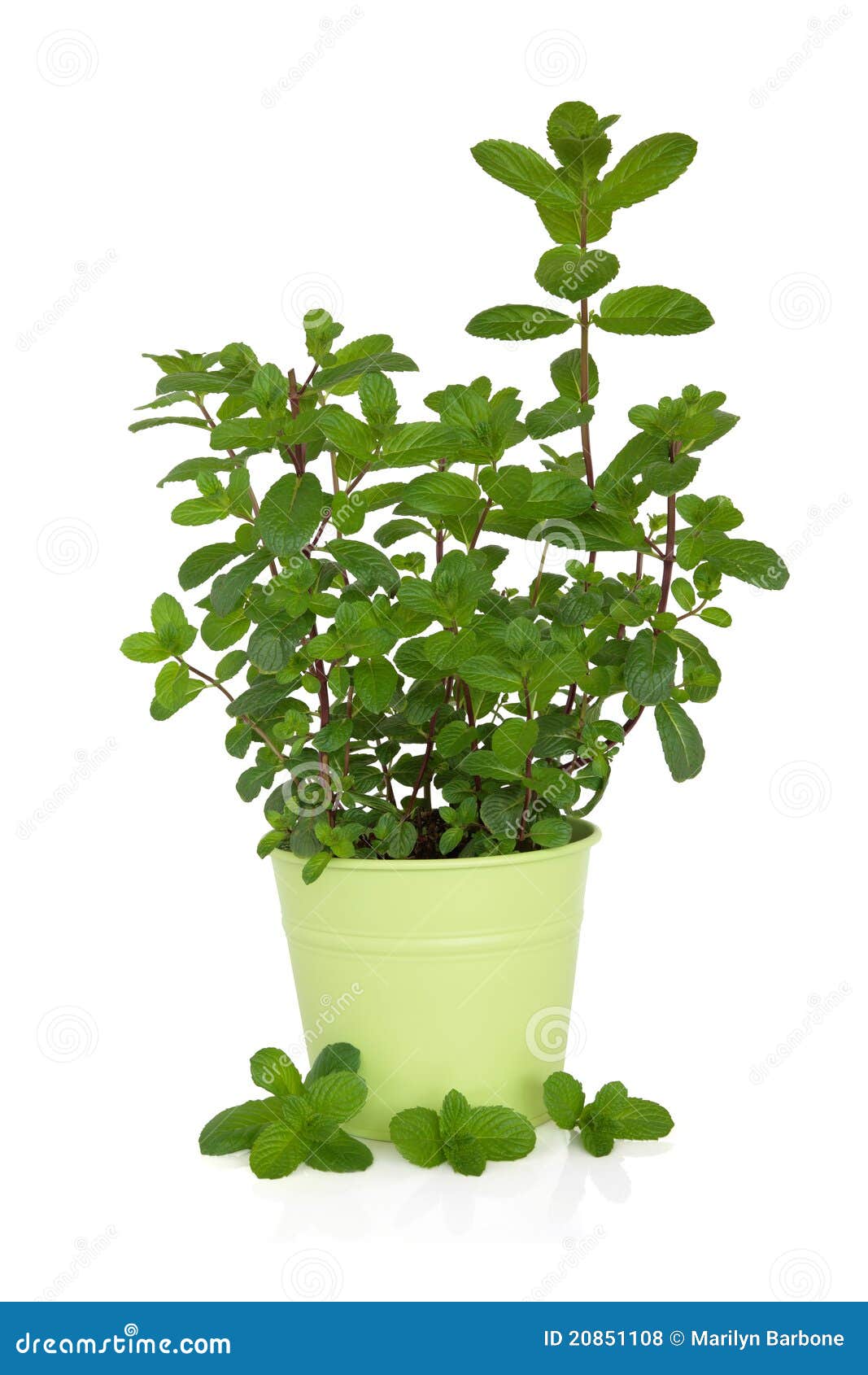 Mint Herb Plant stock photo. Image of seasoning, medicinal - 20851108