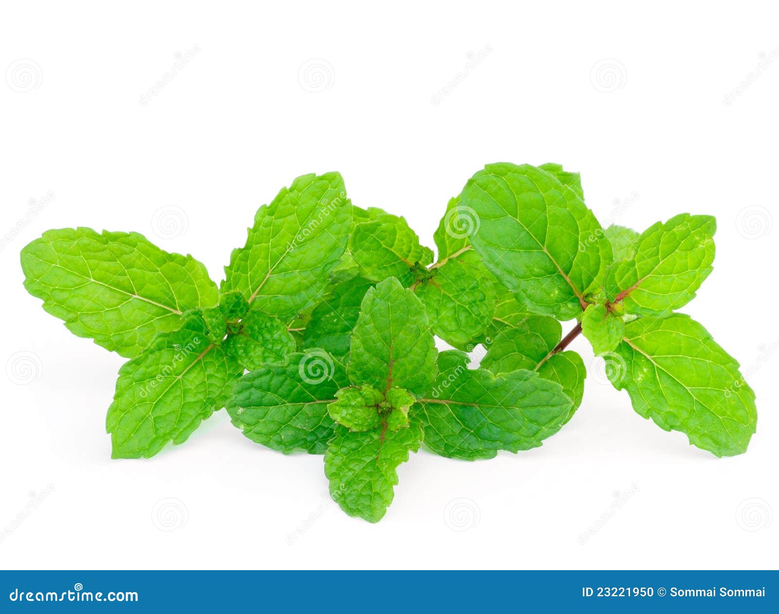 mint leaf mint leaf