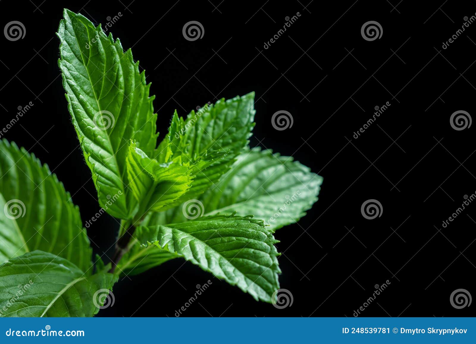 Mint Leaf Closeup Isolated on Black Background Stock Image Image of
