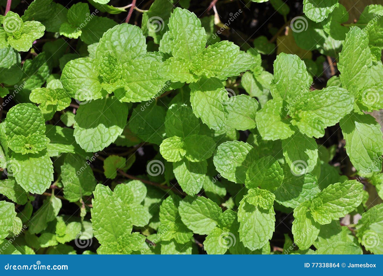 Mint Leaf in a Farm in Vietnam Stock Photo Image of fresh, herbal
