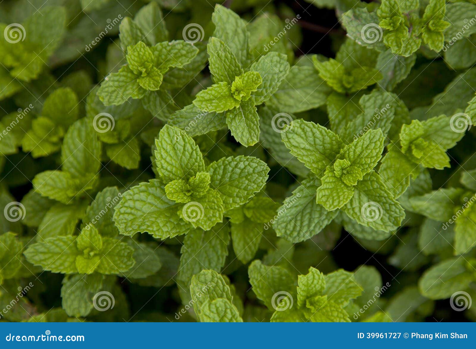 Mint Leaf stock image. Image of mint, vegetable, nature 39961727