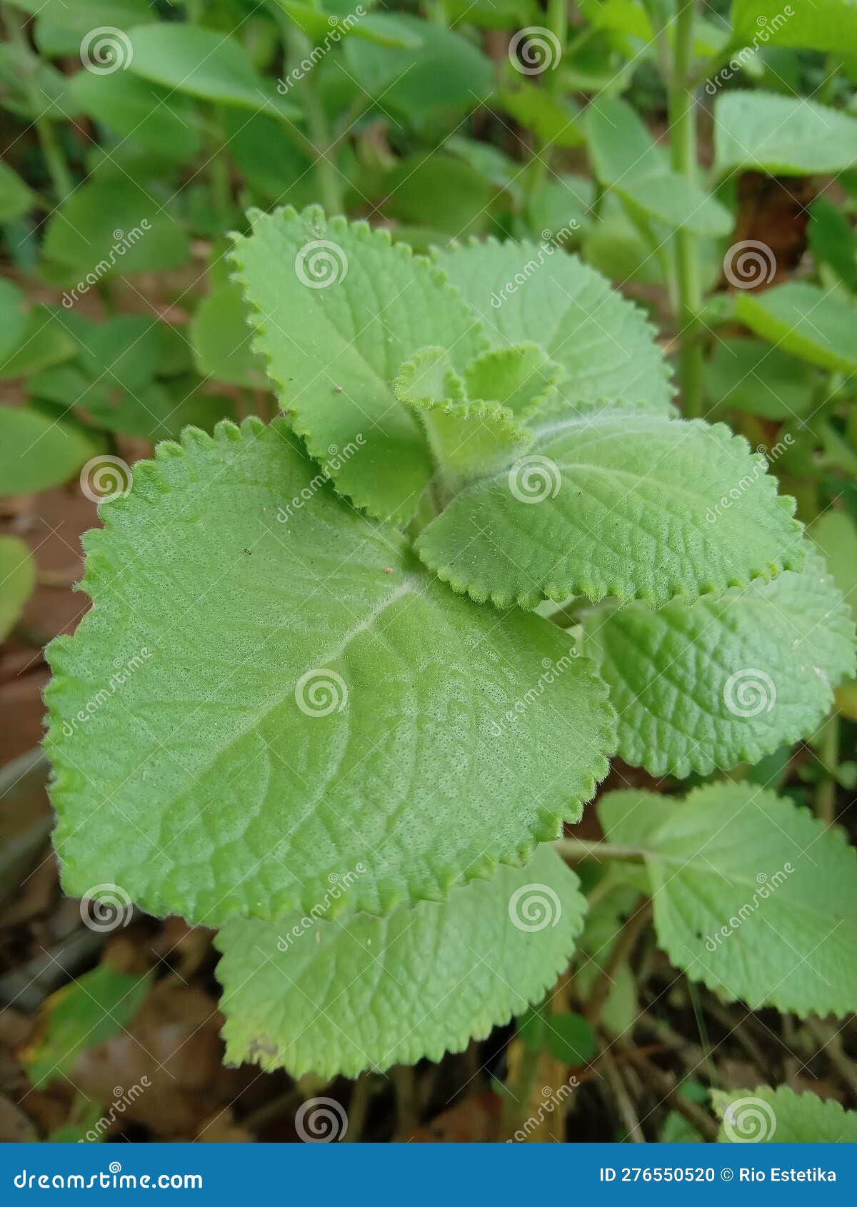 Mint Leaf in Indonesia stock photo. Image of leaf, herbal 276550520