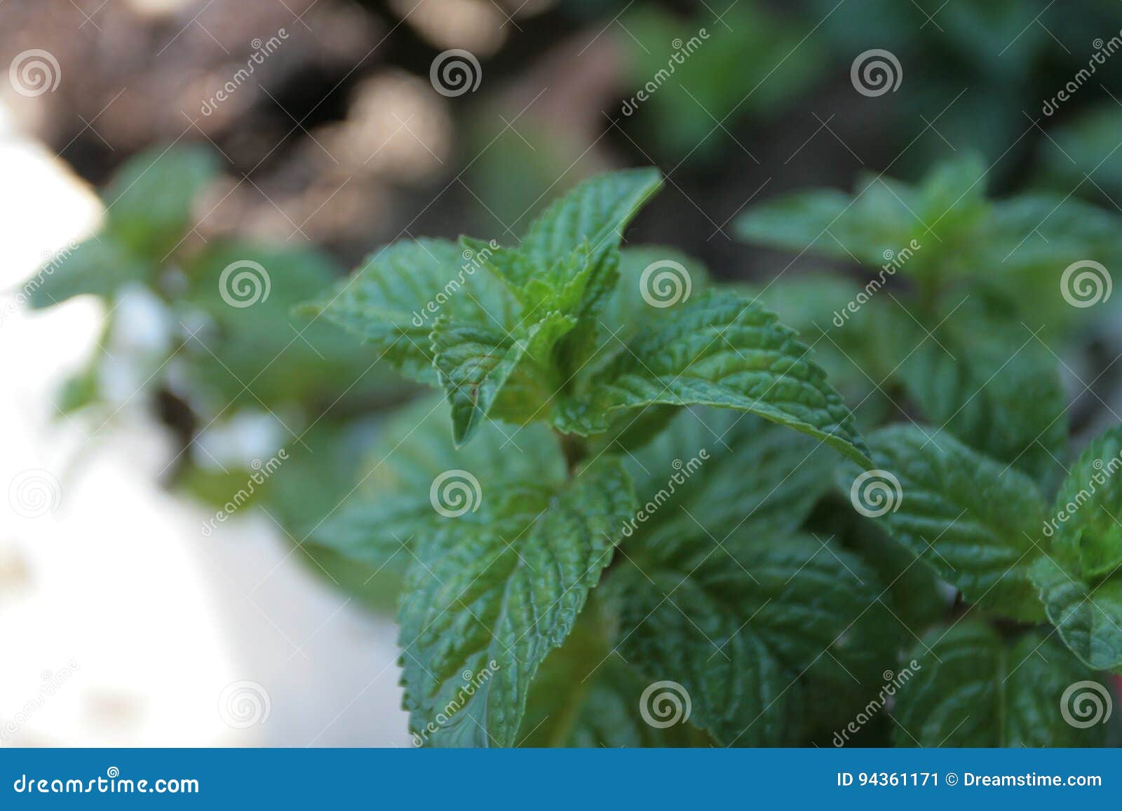 Mint leaf stock image. Image of asymmetry, cellulose 94361171