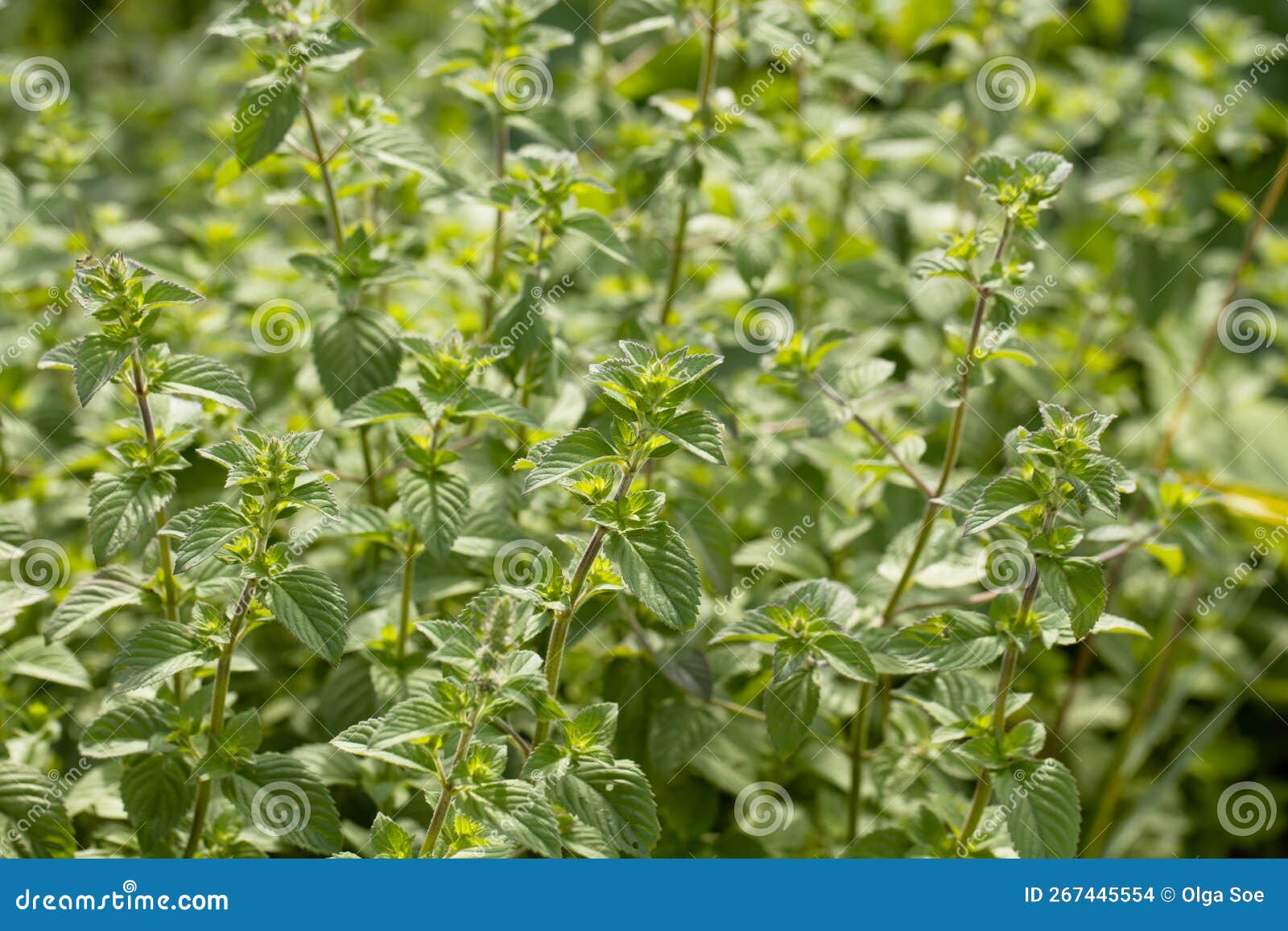 Mint Leaf or Peppermint Plant Grow at Vegetable Garden. Stock Photo