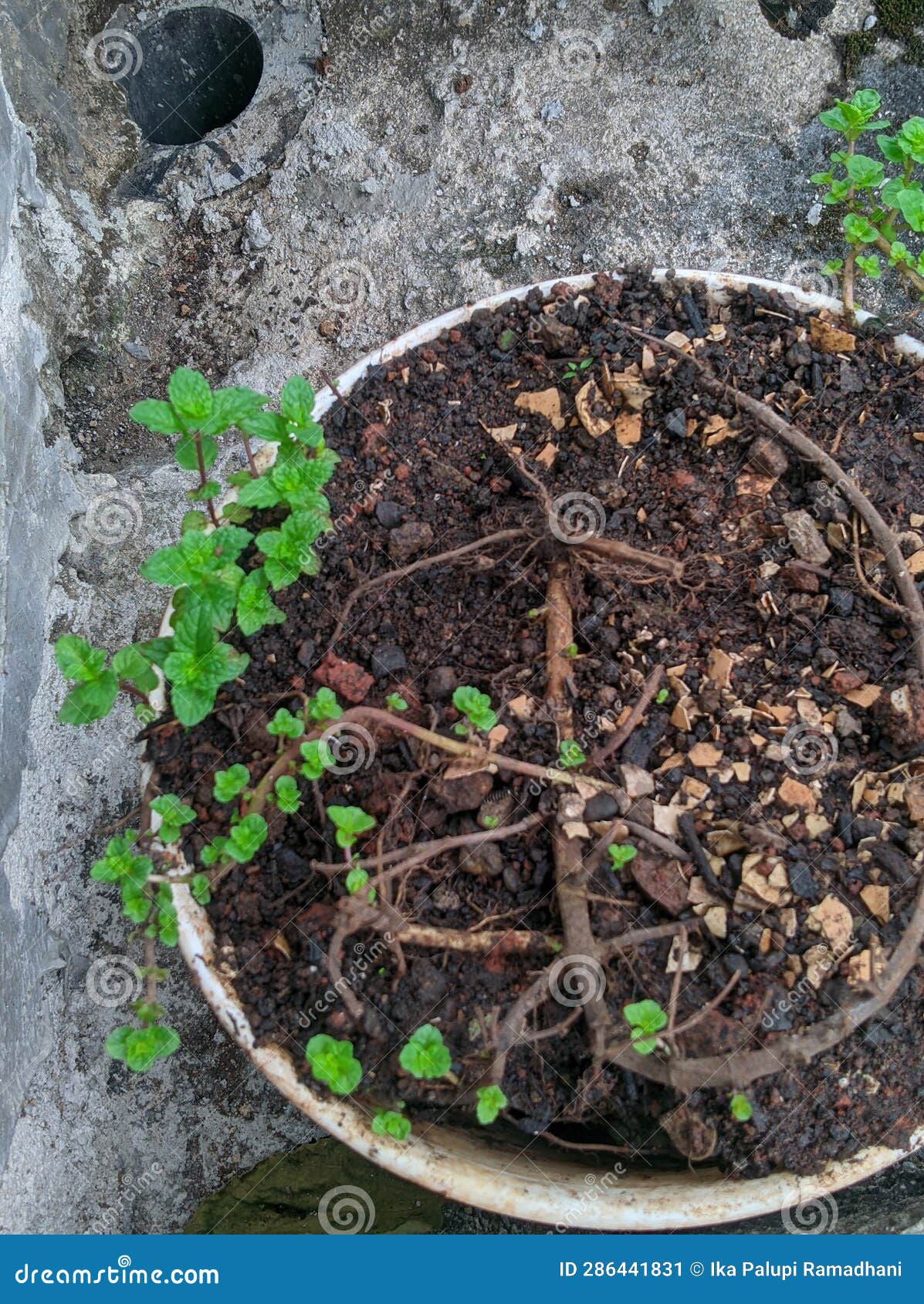 Mint Leaf Plant stock image. Image of soil, garden, leaf 286441831