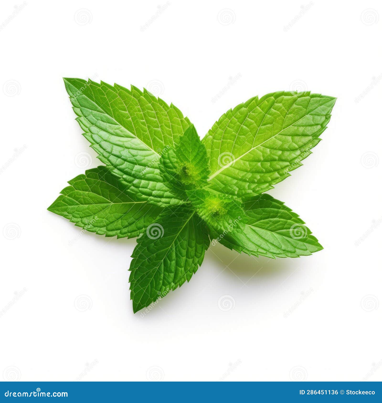 Mint Leaf on White Background Layered Imagery with Subtle Irony Stock