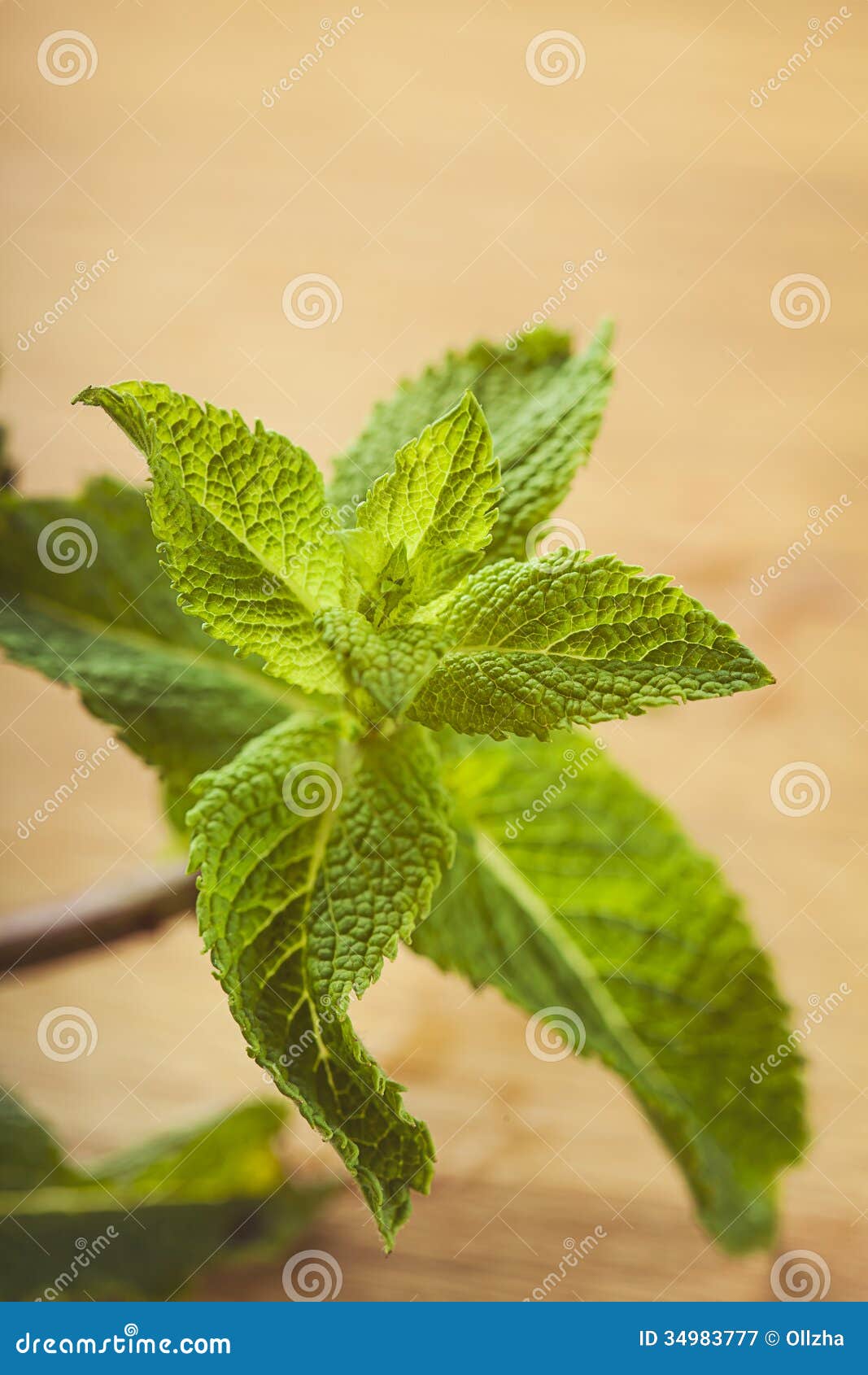 Mint Leaf on Wooden Background Stock Image Image of vintage, menthol