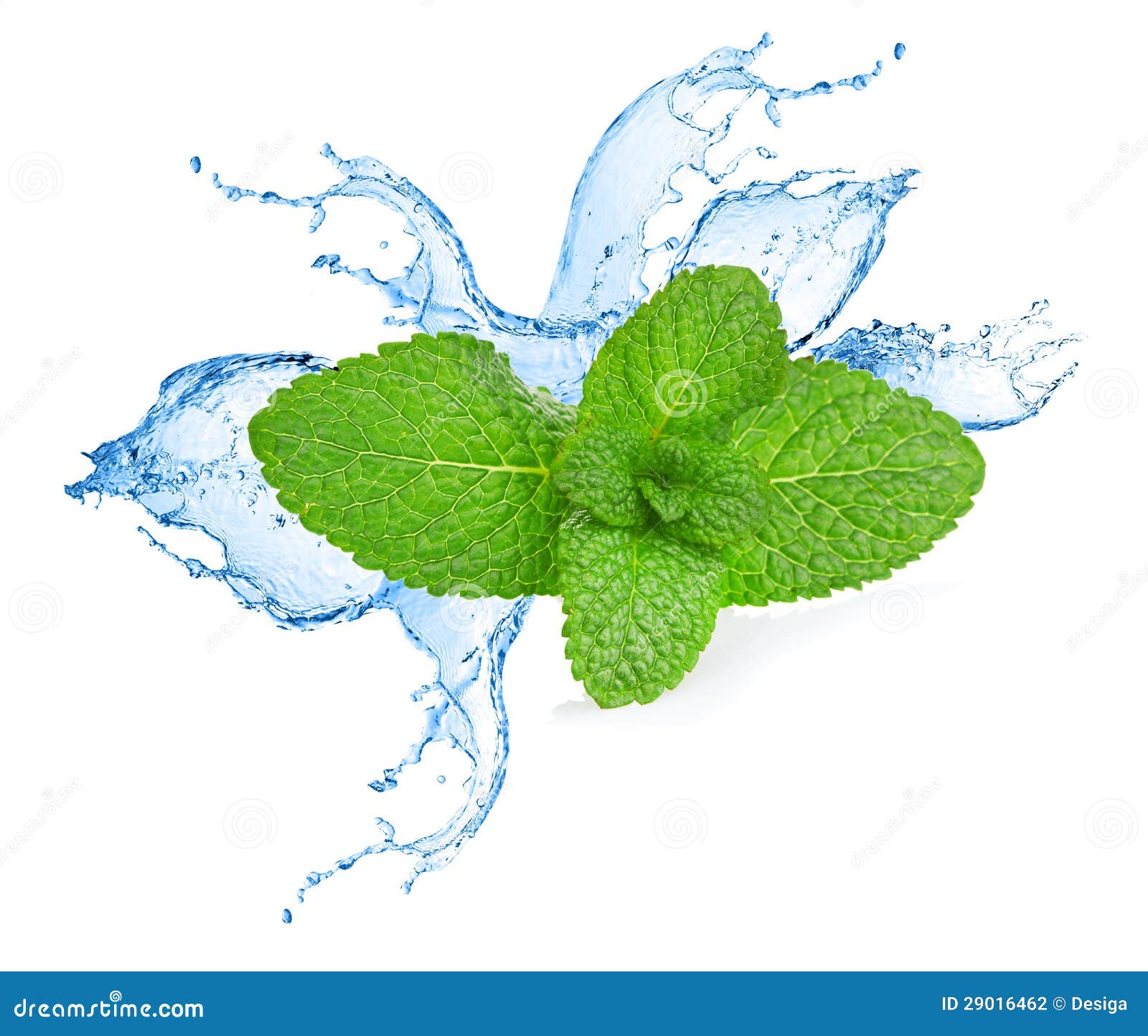 Mint leafs water splash stock photo. Image of isolated 29016462