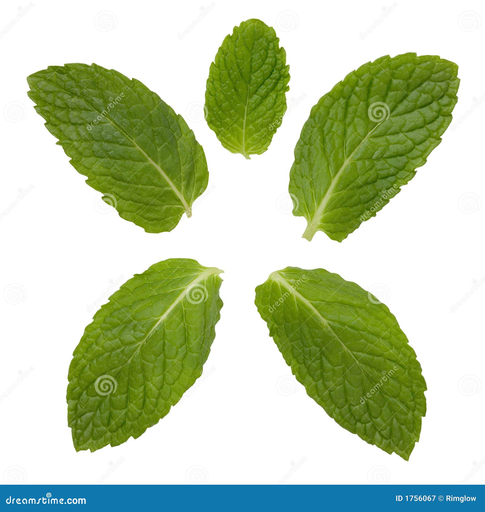 mint leaves