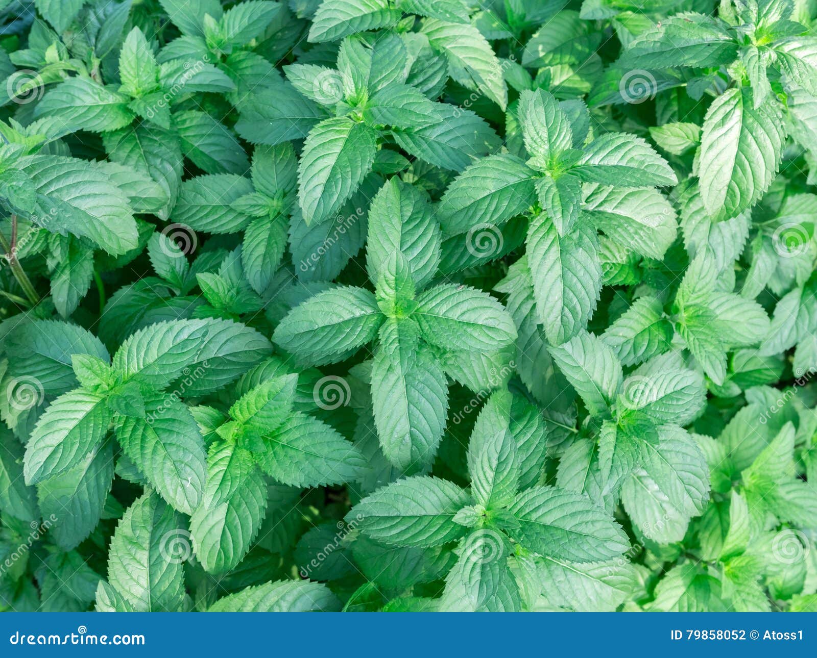 Mint leaves background stock photo. Image of herbal, fresh 79858052