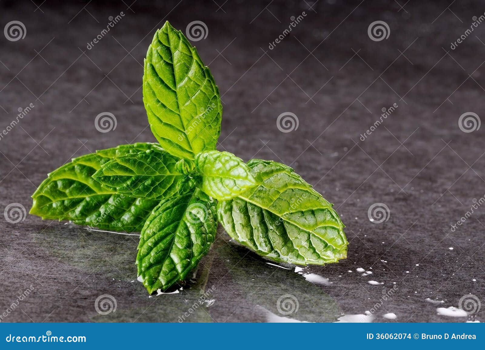 Mint leaves on black stock photo. Image of herb, black 36062074