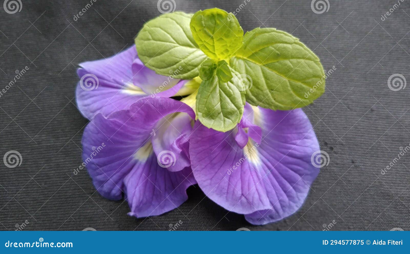 Mint Leaves and Butterfly Pea Flowers Stock Image Image of butterfly