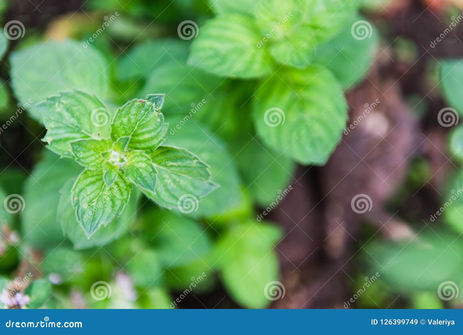 Mint leaves stock image. Image of leaf, closeup, freshness 126399749