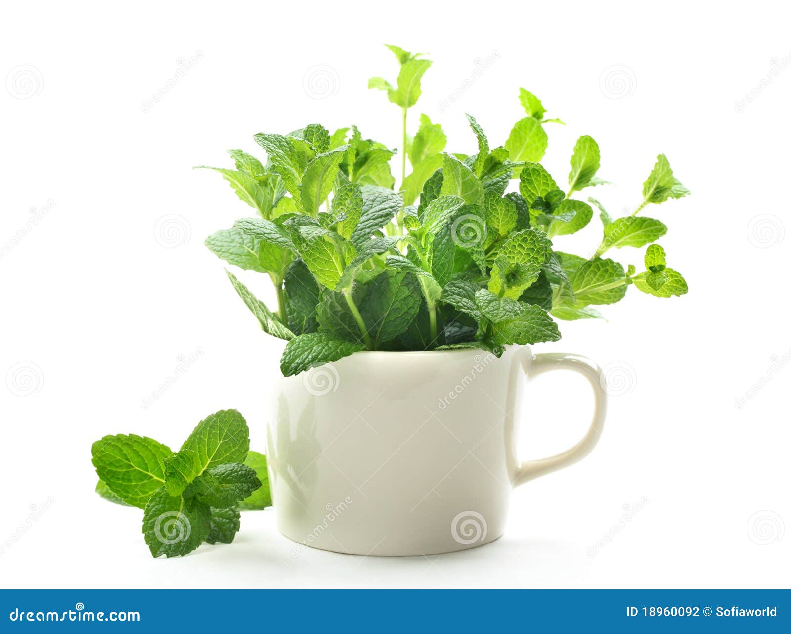 Mint leaves in cup stock photo. Image of freshness, spearmint 18960092