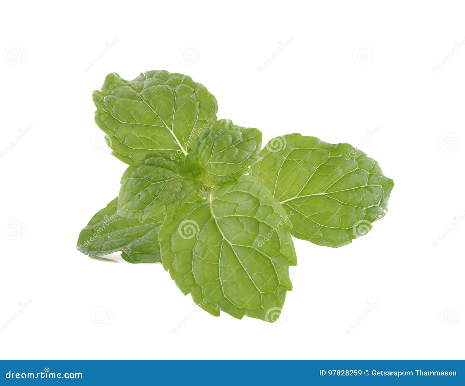 Mint Leaves and Drug Isolated on White Background Stock Image Image