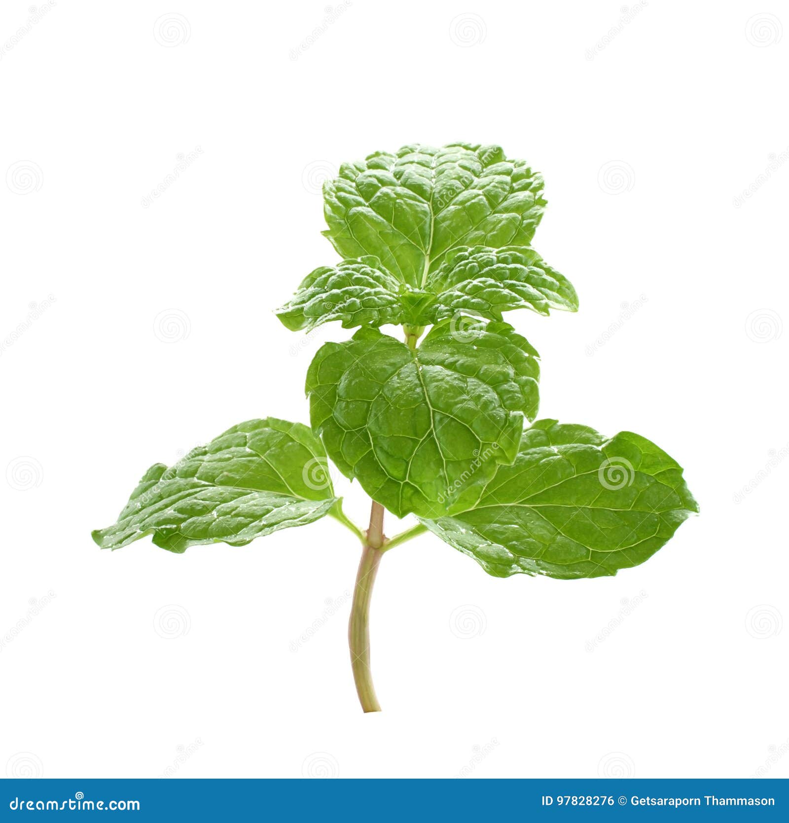 Mint Leaves and Drug Isolated on White Background Stock Photo Image