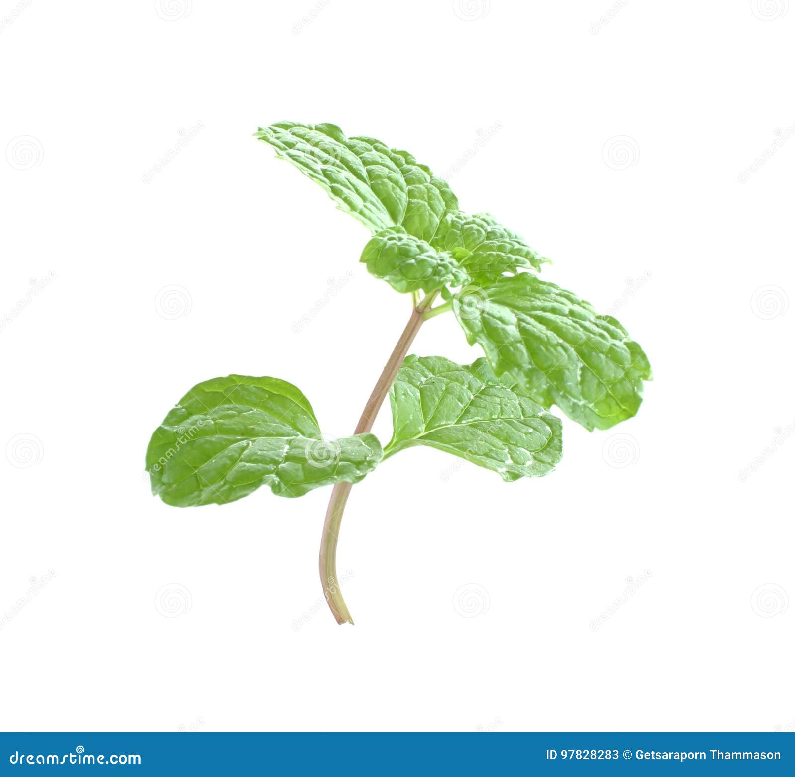 Mint Leaves and Drug Isolated on White Background Stock Image Image